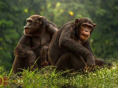 pixabay_chimp-ge88dc343c_1920.jpg Warum sich gute Führungskräfte auch mal "zum Affen machen"